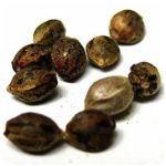 Семена марихуаны АК-47  (Seeds AK-47) в Ноябрьске